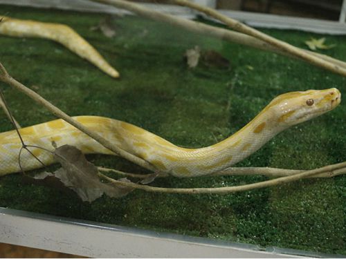 Projeto Jiboia - Visitação