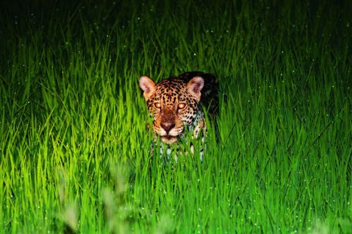 Fazenda San Francisco - Focagem Noturna