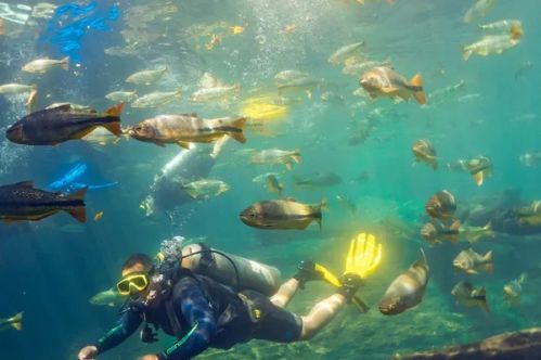 Recanto Ecológico Rio da Prata - Mergulho